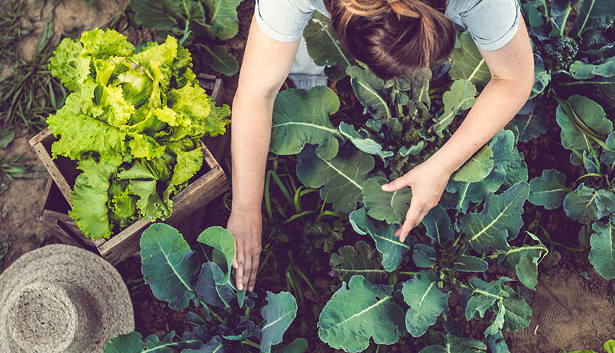 Verschil tussen ecologisch en biologisch teelt blog bac